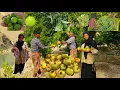 Download Lagu Granaatappel- en druivenoogst in nomadische stijl🍇 | Nomadisch leven in de Khersan-vallei🌿
