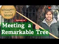 Download Lagu Meeting a Remarkable Tree