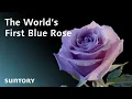 Development of the World s First Blue Rose