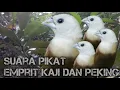 Download Lagu Suara pikat emprit kaji dan peking. khafa channel