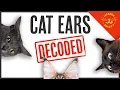 Flattened Radar Airplane Ears What are Your Cat s Ears Trying to Tell You