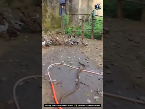 Amazing Snake Movement in the Wild πΏπ | Natureβs Incredible Behavior #Snake #Wildlife #Nature