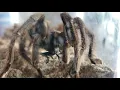 Tarantula eating cricket