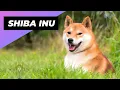 Download Lagu Shiba Inu 🐕 From Japan with Love!