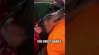 #Fyp #dream #doberman #pets #vlog