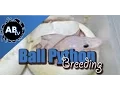 Ball Python Breeding SnakeBytesTV AnimalBytesTV