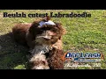 Jacksonville NC Dog Trainers - Beulah 5 month old Labradoodle 1 week Board and Train