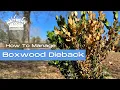 How To Manage Boxwood Dieback