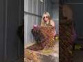 Download Lagu 50k bees living in a Wally Watt shed floor! #beelife #beeremoval #savethebees