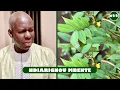 Download Lagu Ndiarignou mbenté | Les multiples bienfaits du Cassia occidentalis #22