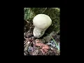 moss lichen and molds oh my