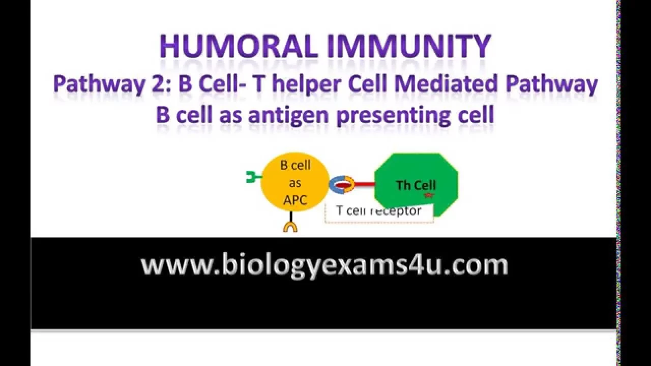T helper cell dependent B cell activation or antibody production. Humoral Immunity Pathway 2