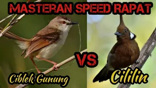 masteran speed rapat cigun vs cililin