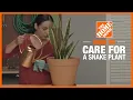 How to Care for a Snake Plant Indoor Plant Tips The Home Depot