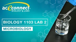 Biology 1103 Lab 2 Microbiology