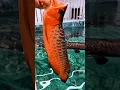 Download Lagu Arapaima ate the super 🍎 red arowana 😱 #fishing #arapaima #monsterfish #redarowana #viralshort