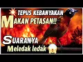 Download Lagu no hoax😍 TEPUS GACOR NEMBAK SUPER PANJANG | PANCINGAN TEPUS KEPALA ABU 
