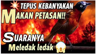 no hoax tepus gacor nembak super panjang pancingan tepus kepala abu 