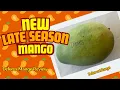 Download Lagu I Just Discovered the Best Late Season Mango in Florida: Delores!