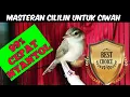 Lagu MASTERAN CIBLEK SAWAH GACOR NEMBAK CILILIN PANJANG EFEKTIF CEPAT NYANTOL