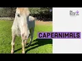 Animal Rescue Site Friends CAPEAnimals