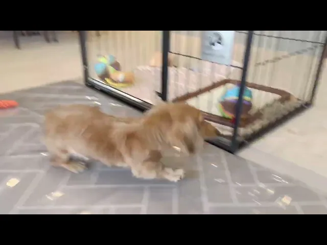 動画