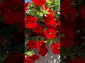 Download Lagu Labas rytas 🌺Good morning
