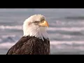 America the Beautiful  arr. Carmen Dragon