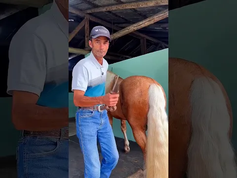 He is going to send the horse to a race competition today..