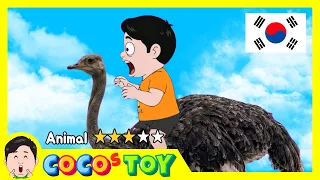 한국어 더빙｜타조의 오해로 시작된 퀴즈 여행!⭐ㅣ동물이름, 어린이 퀴즈ㅣ꼬꼬스토이