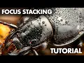 Focus Stacking in Macro Photography - Beginner Tutorial