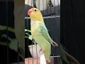Lagu Burung Lovebird Gacor Panjang