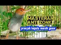 Download Lagu MASTERAN ANTI ZONK‼️SUARA pikat Burung PRENJAK kepala Merah jantan Gacor Ngotot emosi