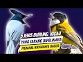 Download Lagu 5 Jenis burung kicau bersuara merdu yang masih jarang dipelihara part2
