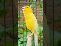 Download Lagu bird sound | chant singing canaries #birdsounds #canary #bird #vogel #kanarie #kanarienvogel #tier Download Lagu bird sound | chant singing canaries #birdsounds #canary #bird #vogel #kanarie #kanarienvogel #tier