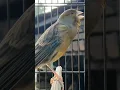 Download Lagu canary sounds | bird sound #birds #animals #canary #funnyanimals