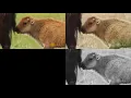 Automatic Colorization Using Deep Learning