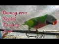 Download Lagu Burung betet ngekek gacor jinak