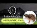 Download Lagu suara kodok sawah malam hari