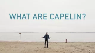 The Capelin are Rolling