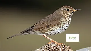 Thrush Bird Sound Birds Sounds 2022  Thrush Bird Sound Birds Sounds 2022