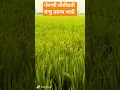 Download Lagu babu rajab ali#Old Kivisri#Viralvedio#Share#Shortsvedio#Kivisri#Punjabi#Subscribe