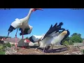 Ben delivers lunch at the White Stork Cam in Fohrde, DE | 07-26-19 | 12:03 PM