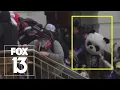Florida man dressed as panda arrested in connection with Capitol riot