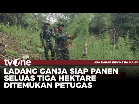 Petugas Gabungan Temukan Ladang Ganja Seluas 3 Hektar di Bukit Tor Sihite