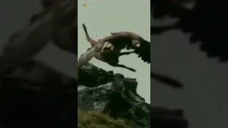 نسر ضخم يصطاد غزال كبير ويطير به في السماء مشهد يحبس الأنفاس 