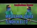 Download Lagu download mp3 suara masteran burung TENGKEK BUTO gacor