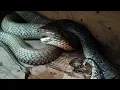 Download Lagu Seram Bangat Suara King Cobra Jombo Setelah Makan Kaya Orang Bersendawa