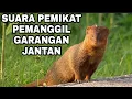 Download Lagu SUARA PEMIKAT PEMANGGIL GARANGAN JANTAN PALING AMPUH