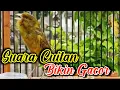 Download Lagu SUARA CUITAN KENARI JANTAN MERANGSANG KENARI PAUD BELAJAR BUNYI AGAR CEPAT GACOR
